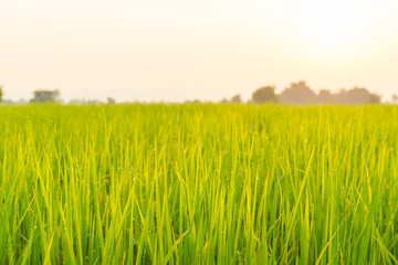 Obraz na płótnie Canvas Morning light in the rice field