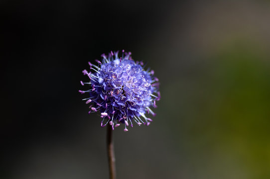 Devils-bit Scabious, Succisa pratensis, flowers macro with dark bokeh background, selective focus, shallow