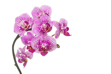 Fototapeta premium Orchid flowers branch isolated on white