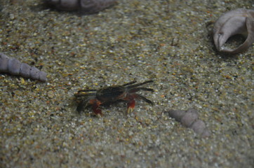 The marine life in aquarium of Berlin (Germany)