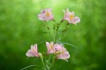 Obraz premium Beautiful alstroemeria is commonly called the Peruvian lily or lily of the Incas.