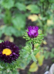 flowers Astra in the garden
