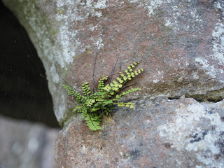 plant growing on stone