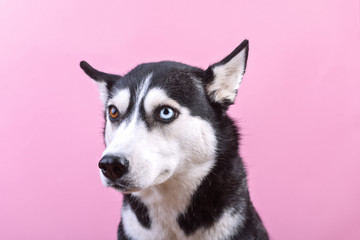 Portrait of siberian husky dogon the magenta background