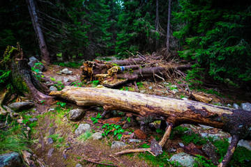 Inside of the forest in Retezat Mountains