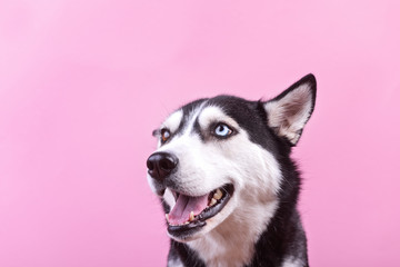 Smiling bi-eyed husky dog with raising one ear looking and waiting food. Dog wait treats, moked up