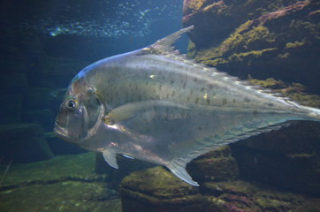 Fototapeta premium Lockdown fish Selene dorsalis Atlantic, aquarium Berlin Germany