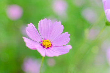 Pink Cosmos Flower In Full Bloom.