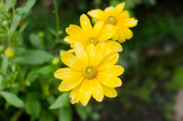 Yellow Flower. Coreopsis Drummondii In Garden.