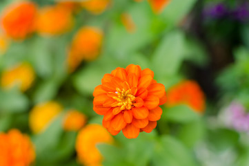 Orange Flowers. Zinnia Elegans In Garden.
