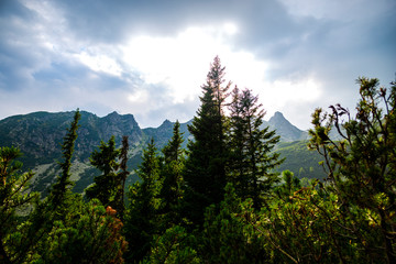 Inside of the forest in Retezat Mountains