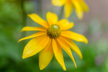 Yellow Flower. Jerusalem Artichoke In Garden.