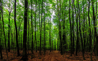 Obraz premium Bukowa dżungla w Niemczech