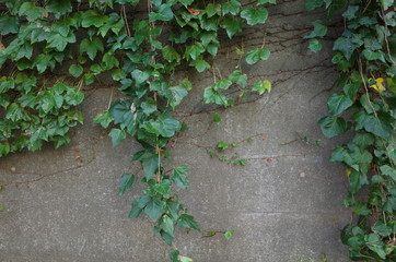 壁の植物