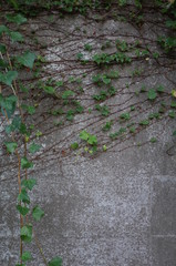 壁の植物
