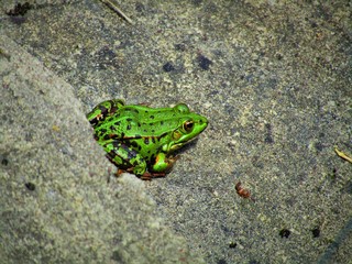 Grüner Frosch auf Fels