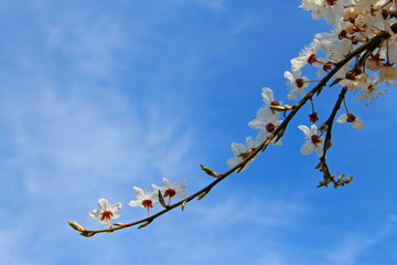 White flowers blossoming on the branch of wild tree