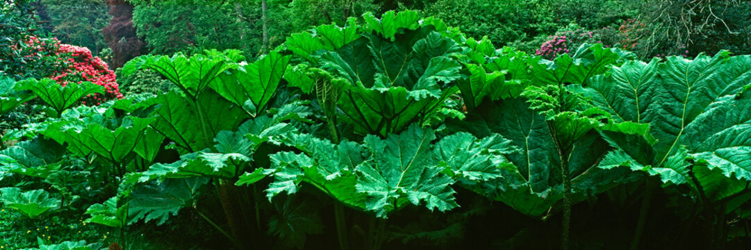 A panoramic view of a canopy of gaint Gunnera manicata Giant rhubarb in the valley of a Cornish garden