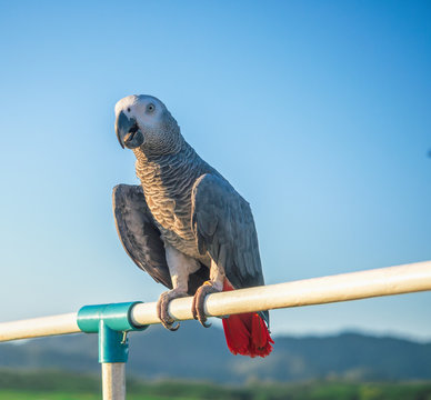 The beautiful African gray parrot, a popular pet, is perched on a log with strong paws surrounded by nature. African gray parrot is a bird pet that is left to live freely.