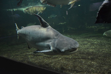 Shark in the aquarium of Berlin (Germany)
