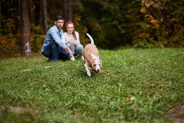 beagel looking for a stick, toy in the grass, pet searching stick, food. full length photo. blurred background