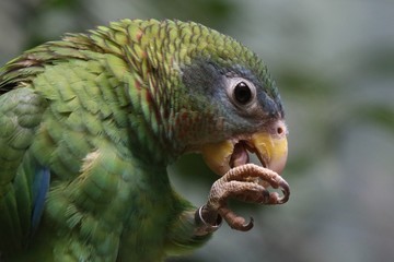 parrot on branch