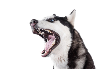 Cute husky dog is yawning. Moked up