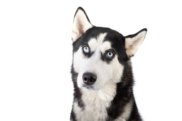 Funny husky dog is wait for dog treats. Moked up