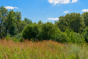 Summer landscape with tall grass in the meadow in front of the forest