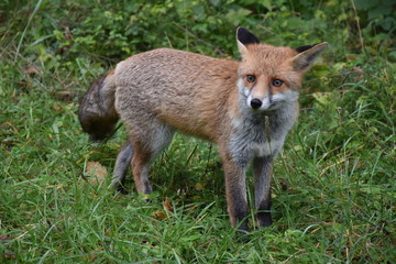 Renard