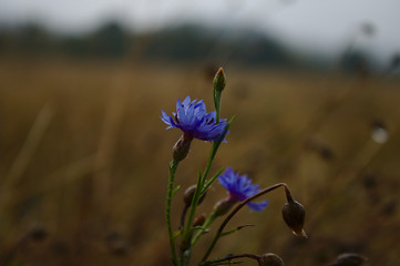 blue flower