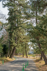 御油の松木並木