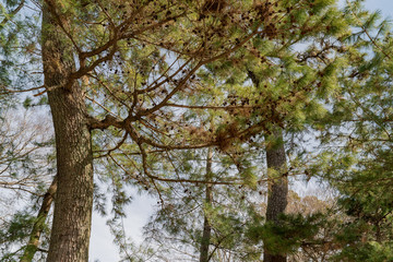 御油の松木並木