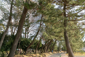 御油の松木並木