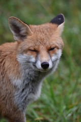 Renard