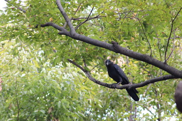 Krähen in Tokio