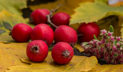 Naklejka na ściany i meble Autumn still life with small red apples and yellow leaves. Crabapple, wild apple. Macro.