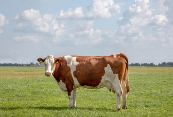 Beautiful red and white cow, seen from the side, stands proud in a meadow.