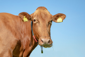 Portrait of light brown cow, caramel color, head long, chewing, background blue sky.