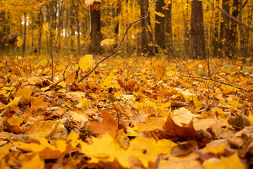 Autumn yellow leaves in the forest