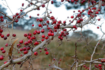 red berries on a bush