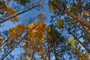 Landscape, autumn forest. Birches with yellow leaves. Pine forest. Trees fall in front of the blue sky.