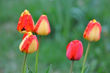 Tulpen im Garten