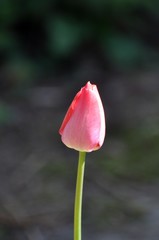Tulpen im Garten