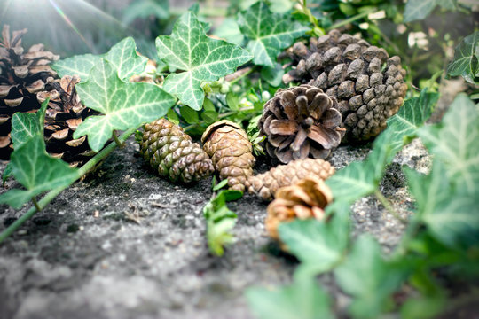 Pinecone on rustic background, cones close up
