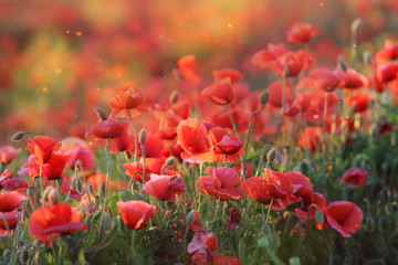 Poppy field, red poppies in the field.