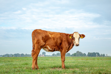 Blisterhead calf, stands in the pasture, red brown and white, cattle breed also known as blaarkop, fleckvieh, with a bright blue sky.