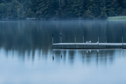 Seagulls on the lake