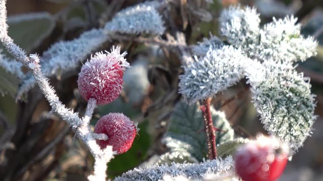 Hagebutte im Winter mit viel Frost und Eiskristallen