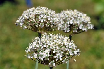 Weißer Allium